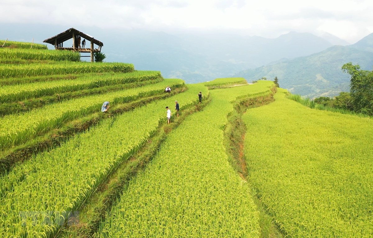 Hướng tới phát triển du lịch bền vững ở Hoàng Su Phì | Điểm đến | Vietnam+ (VietnamPlus)